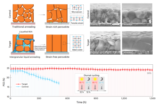 Academician Cheng Yibing’s team published consecutive major findings in Nature subjournals